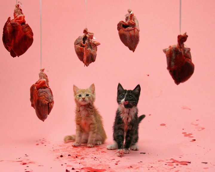 cat-valentine.jpg
